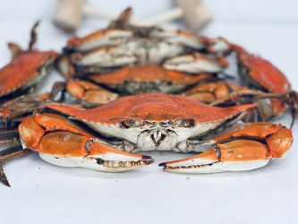 Colossal Male Hard Crabs